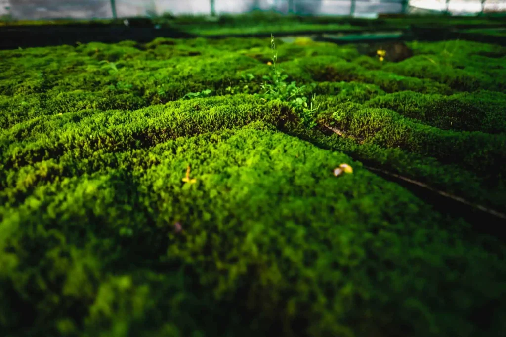 Moss-in-Mosshalle-Close-with-Halm